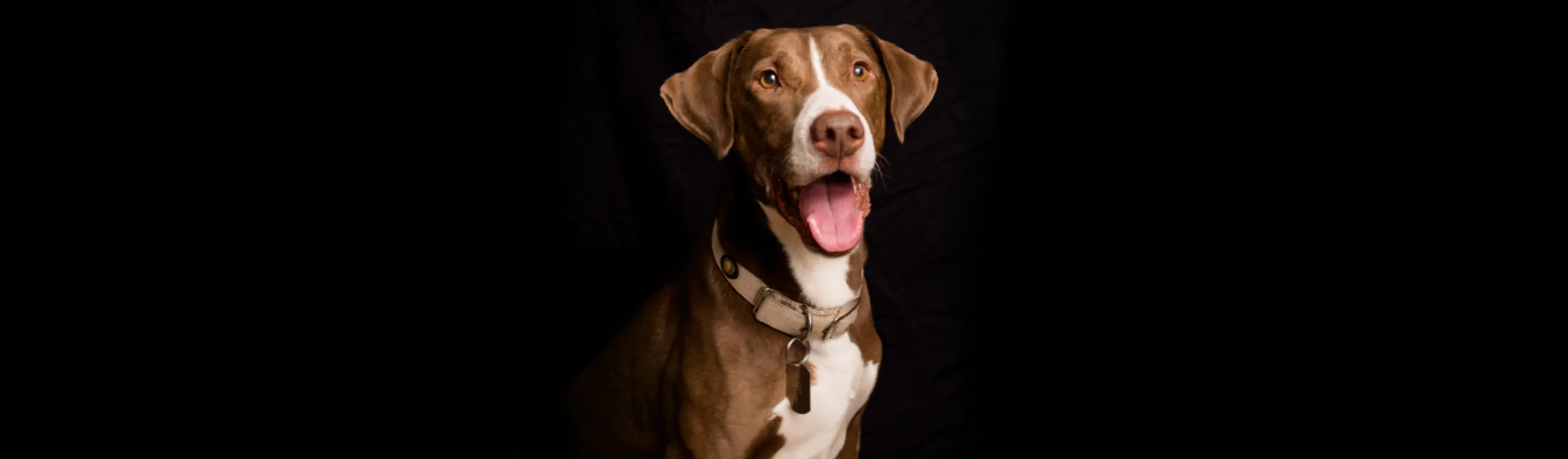 A photo of a brown and white dog panting and looking at the camera